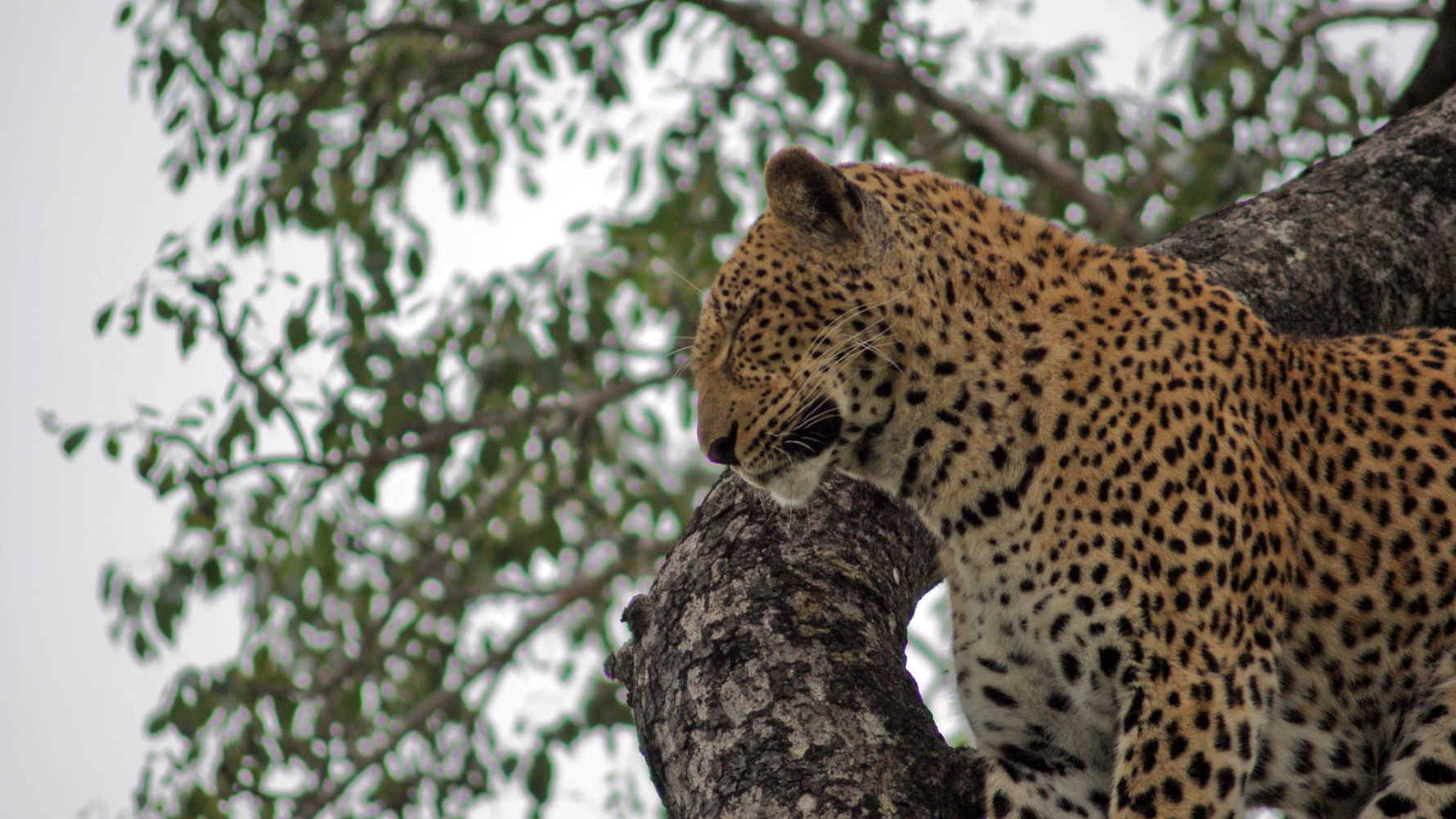 Safari Suedafrika: Leopard in einem Baum im Kruger Nationalpark