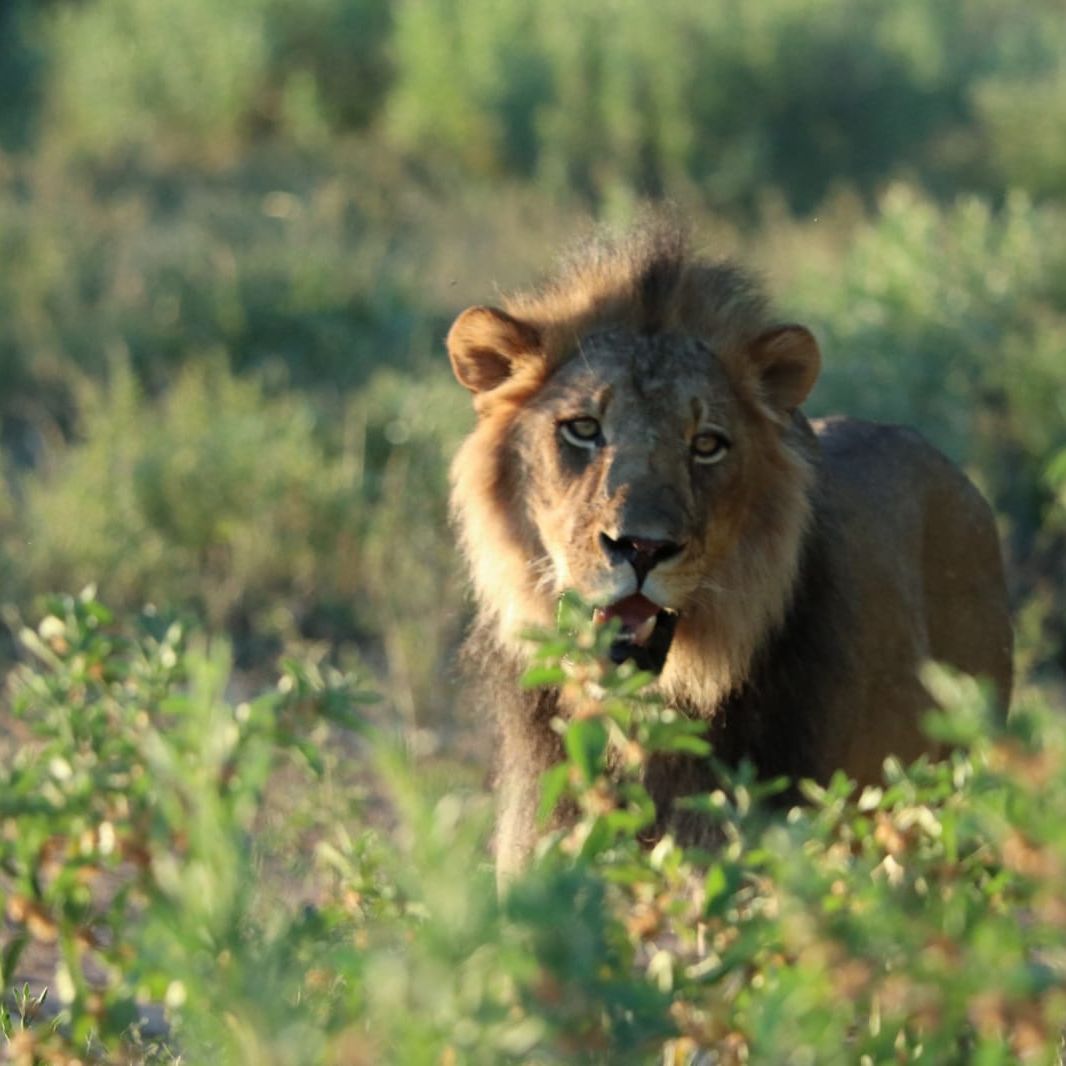 rangerausbildung-erfahrungsbericht-suedafrika-lynn-natucate