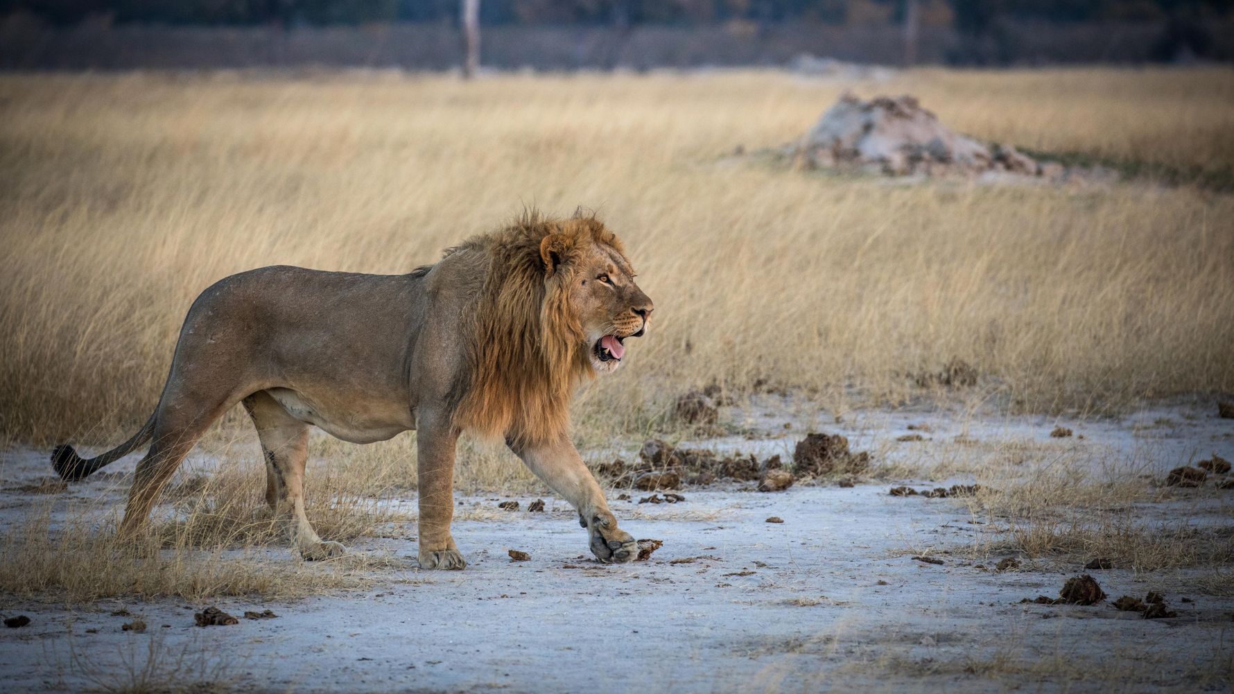 Loewe spaziert durch die Savanne in Simbabwes Mana Pools Nationalpark