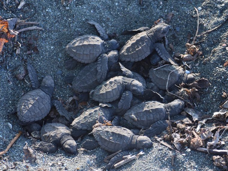 natucate-review-costa-rica-turtle-amelie-turtle-hatchlings