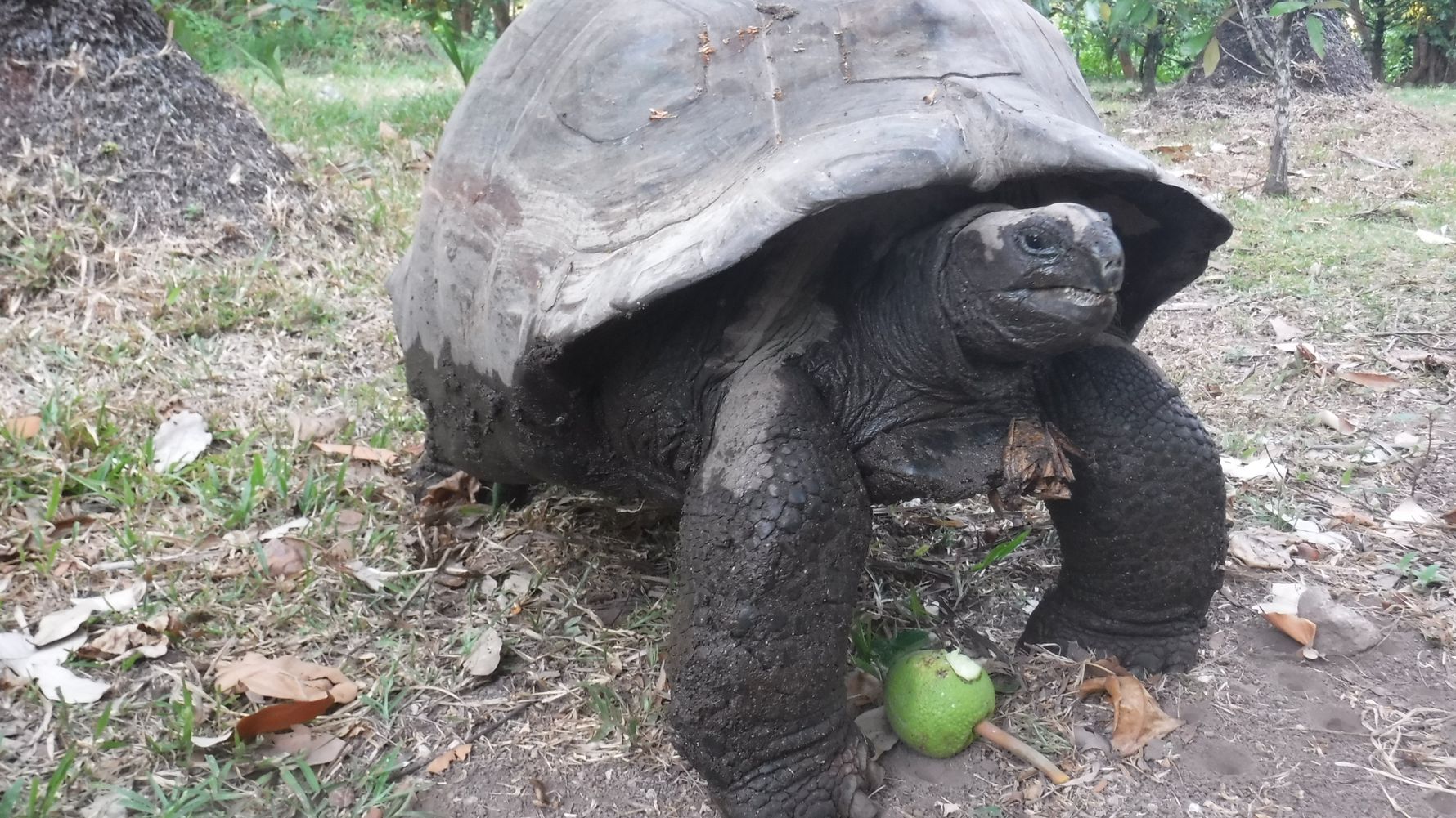 blog-ratgeber-unsere-reisen-verhaltenskodex-sschildkroete-natucate