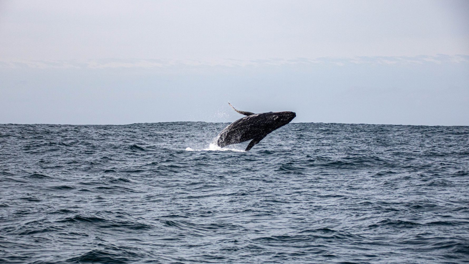 Buckelwal, Plattenberg Bay