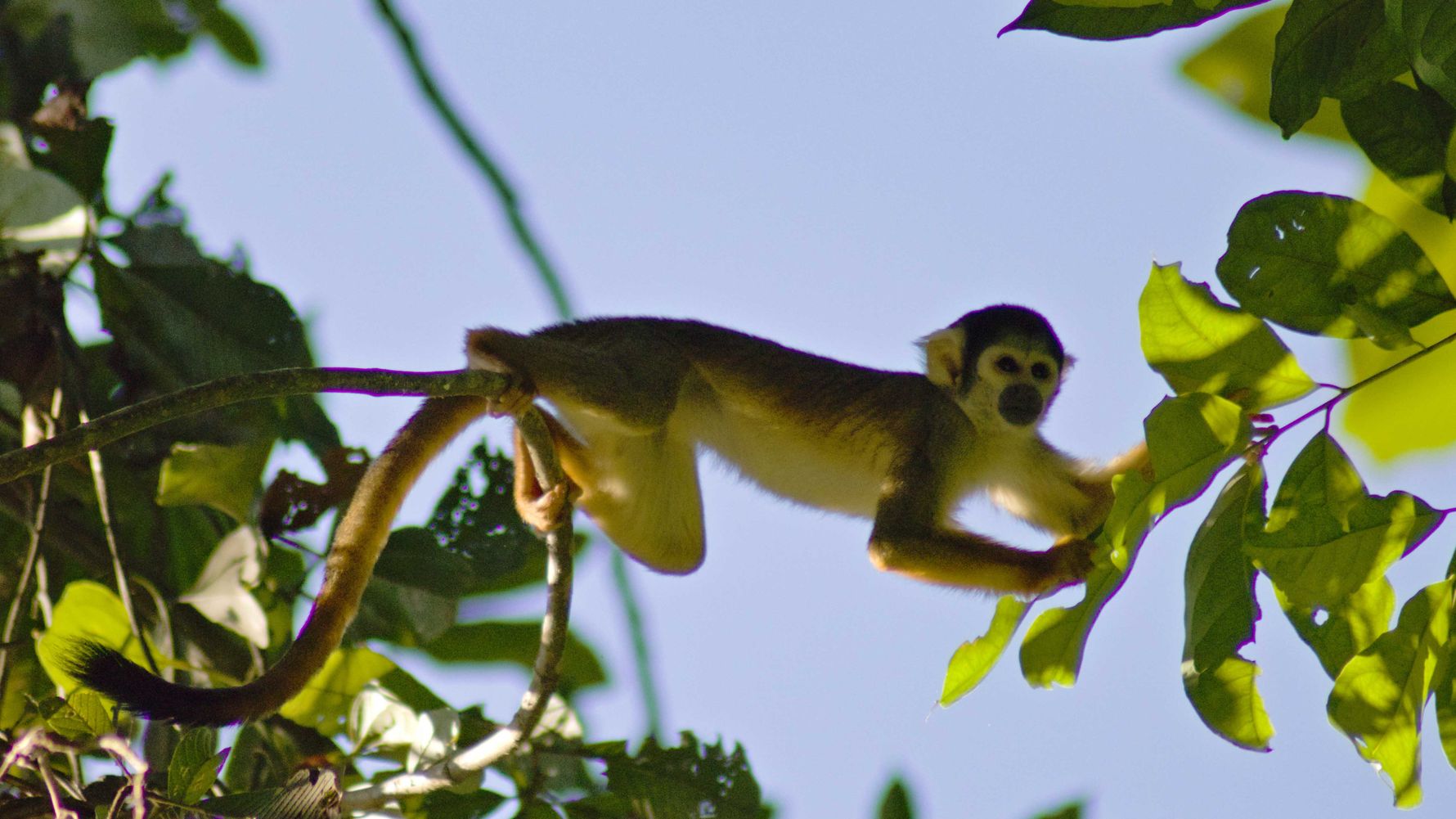 erfahrungsbericht-auslandspraktikum-peru-primatenkommunikation-lydia-affe-natucate