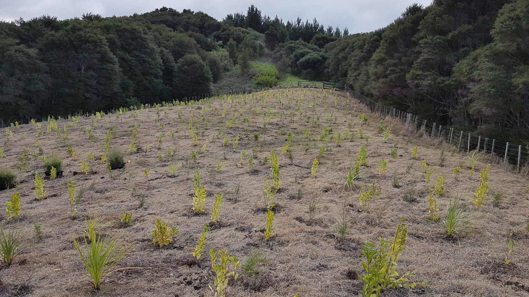 erfahrungsberichte-freiwilligenarbeit-neuseeland-naturschutz-jannik-setzlinge-natucate