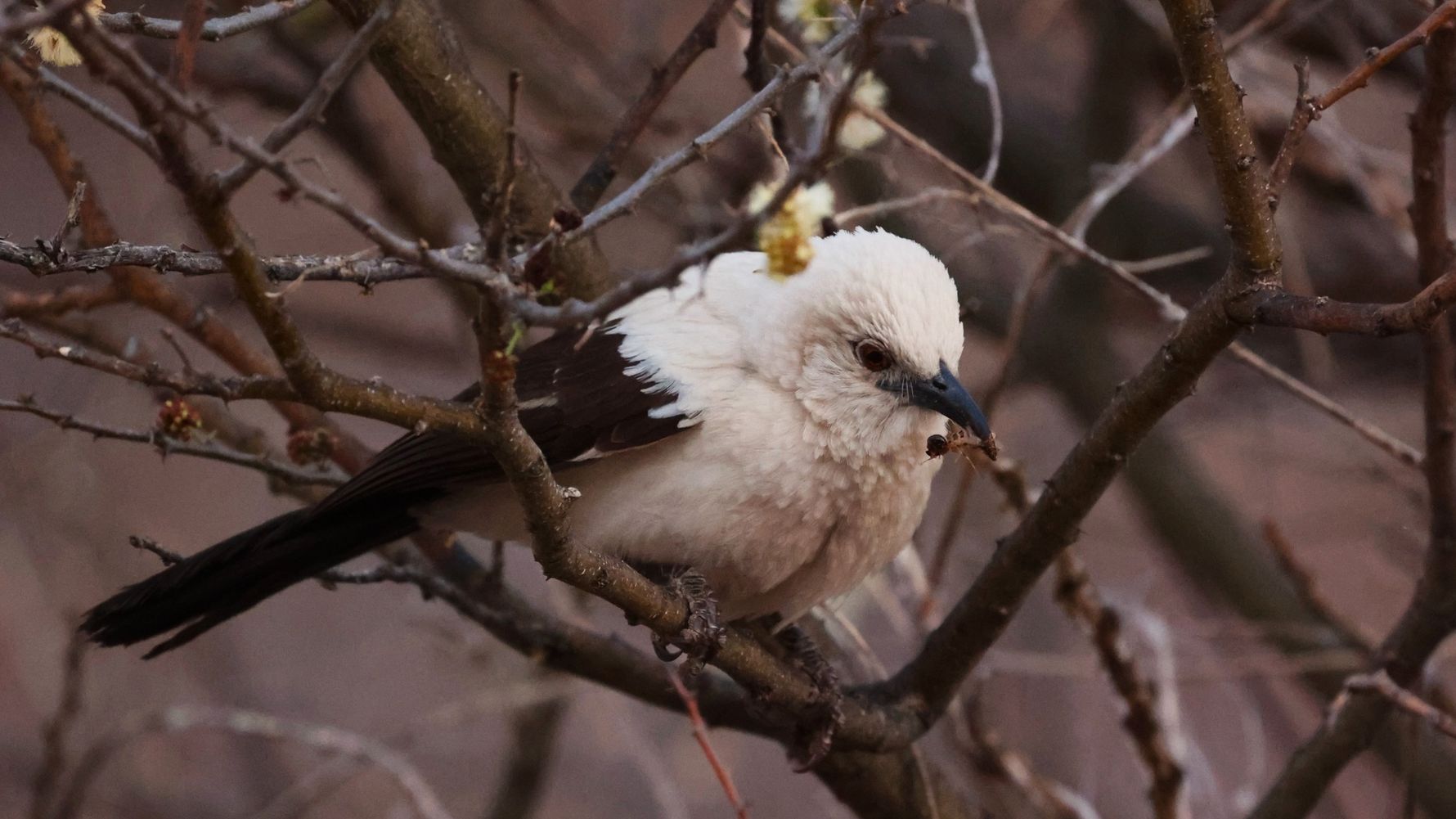 natucate-blog-review-james-kalahari-bird-white