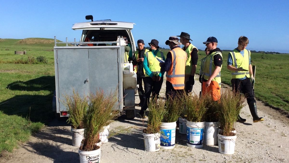 Naturschutz an einem Feld in Neuseeland mit freiwilligen Helfern