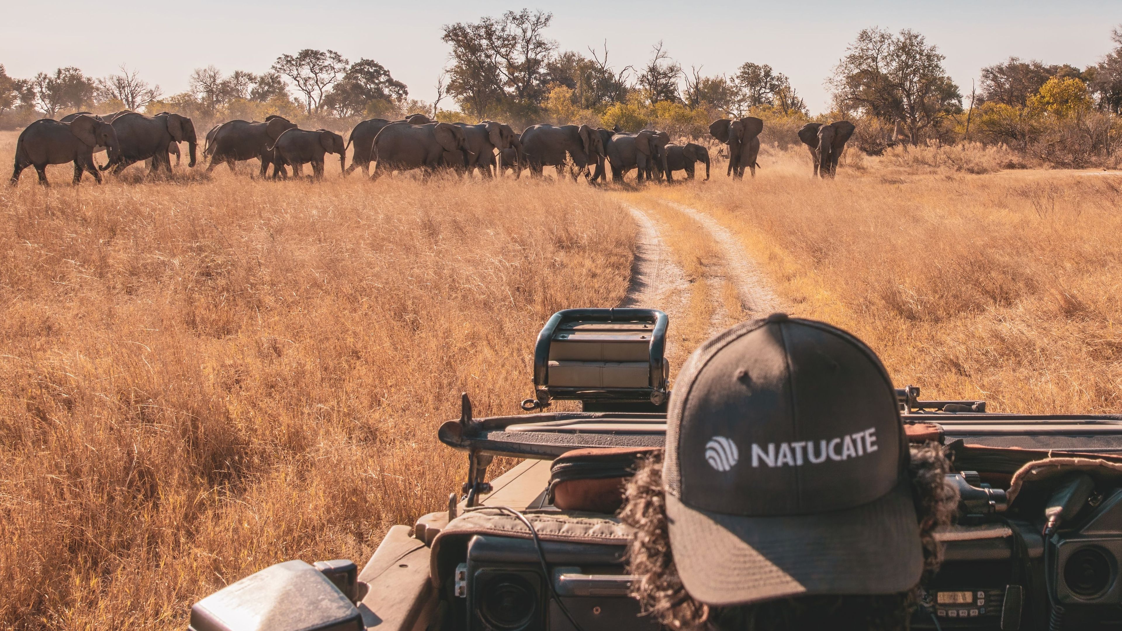 naturkurs-botswana-track-and-trail-elefanten-natucate