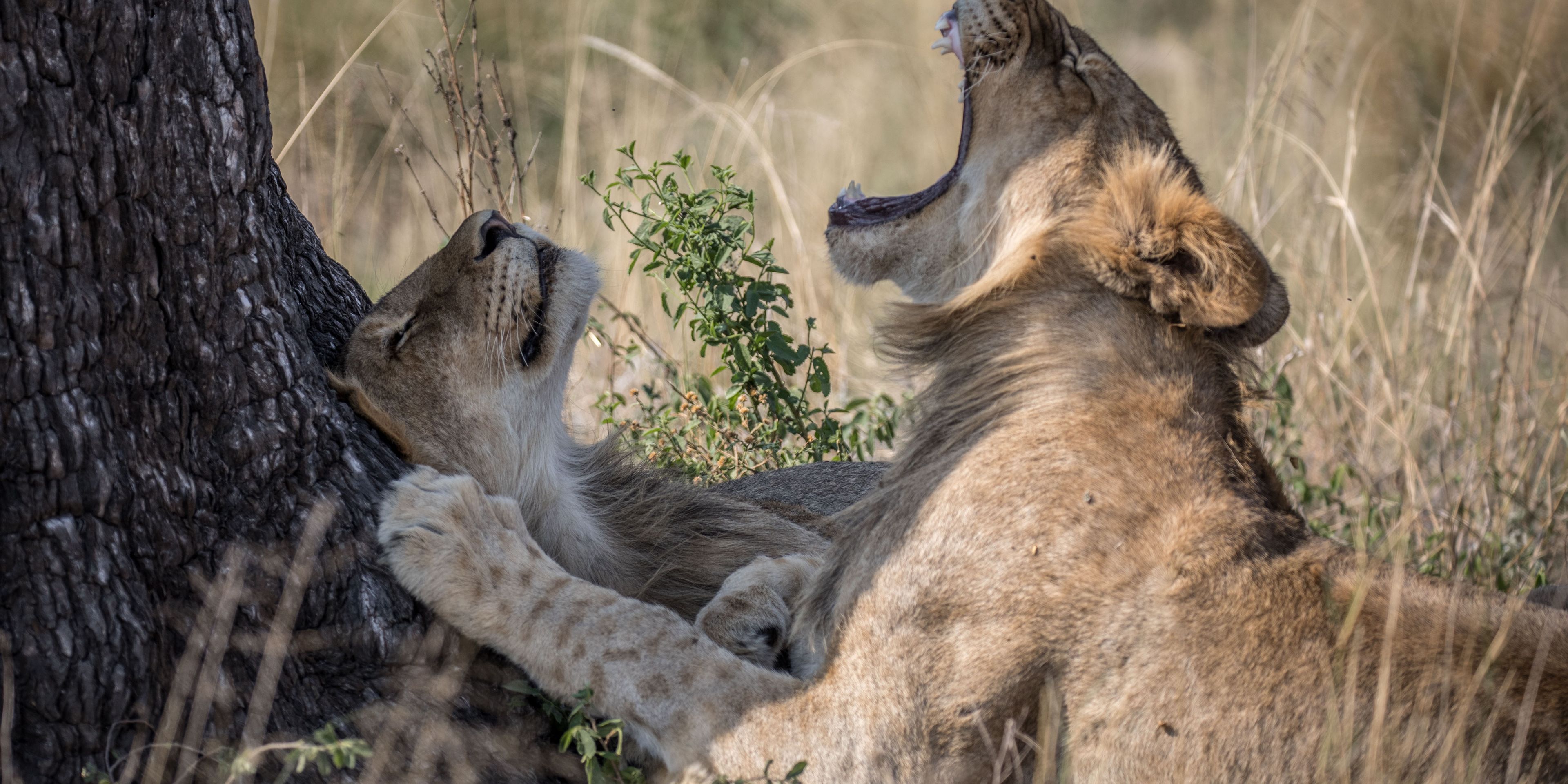 Zwei Loewen Weibchen liegen kuschelnd und gaehnend im Schatten eines Baumes