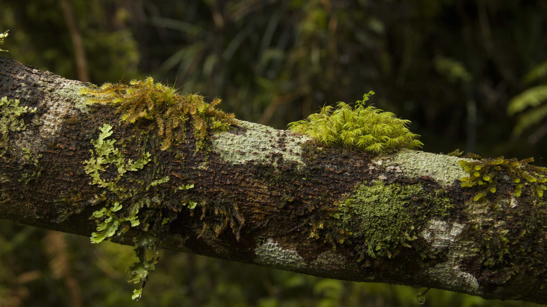 blog-ratgeber-neuseeland-kauri-coast-natur-natucate