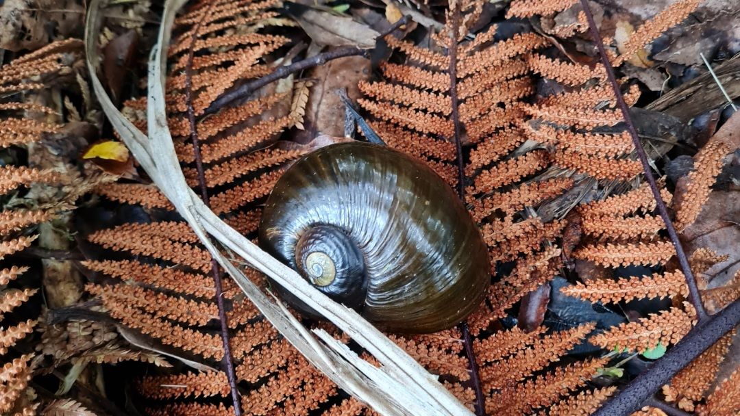 natucate-blog-review-volunteering-kauri-coast-ellie-snail