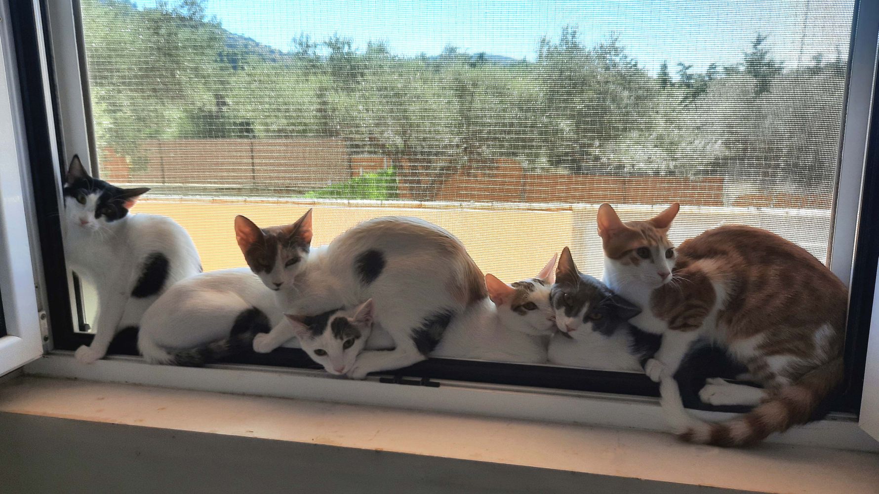 erfahrungsbericht-freiwilligenarbeit-griechenland-tierschutz-caroline-katzen-fenster-natucate