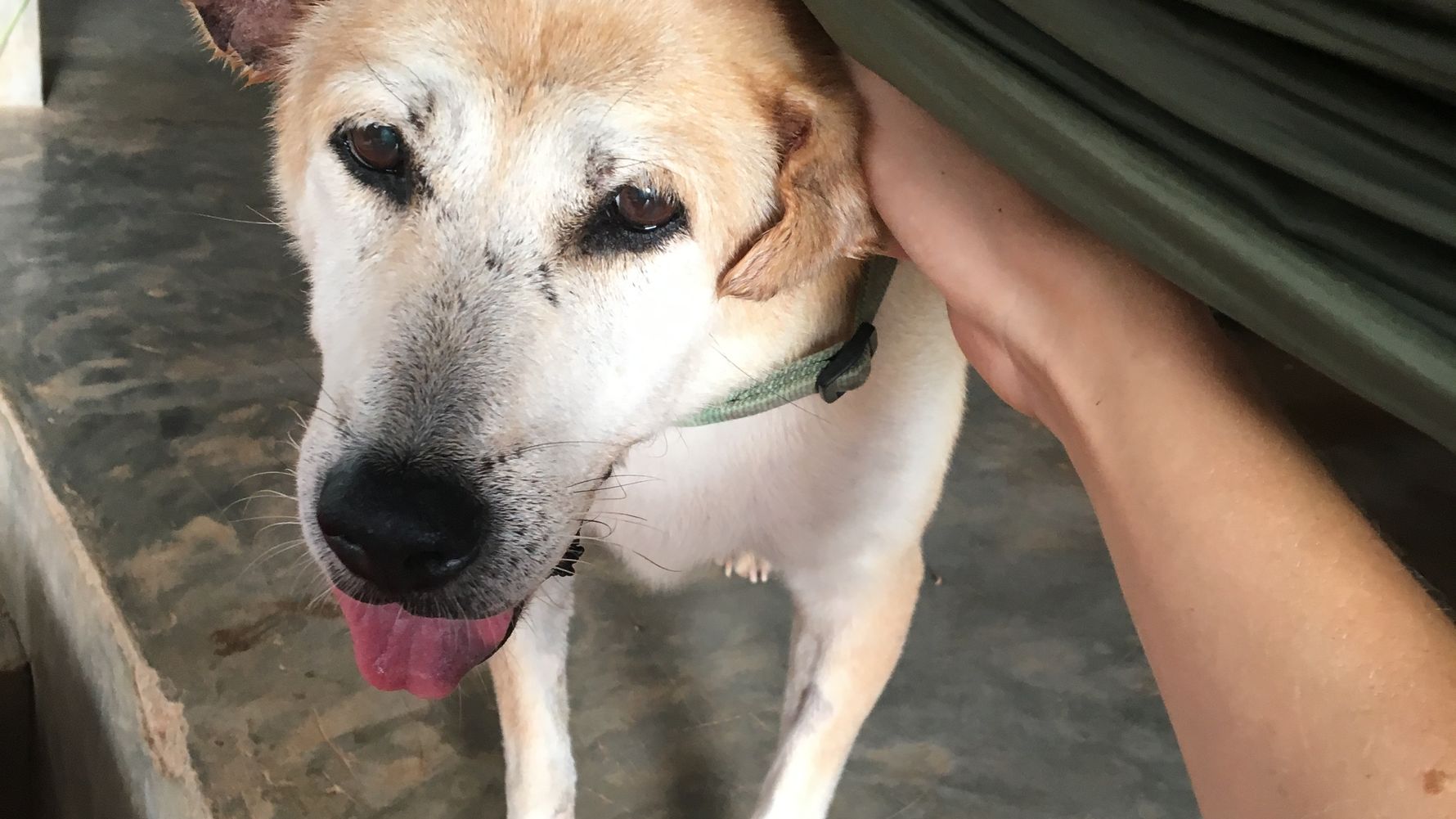 Tierschutz: Ein Volunteer kuemmert sich um einen Hund