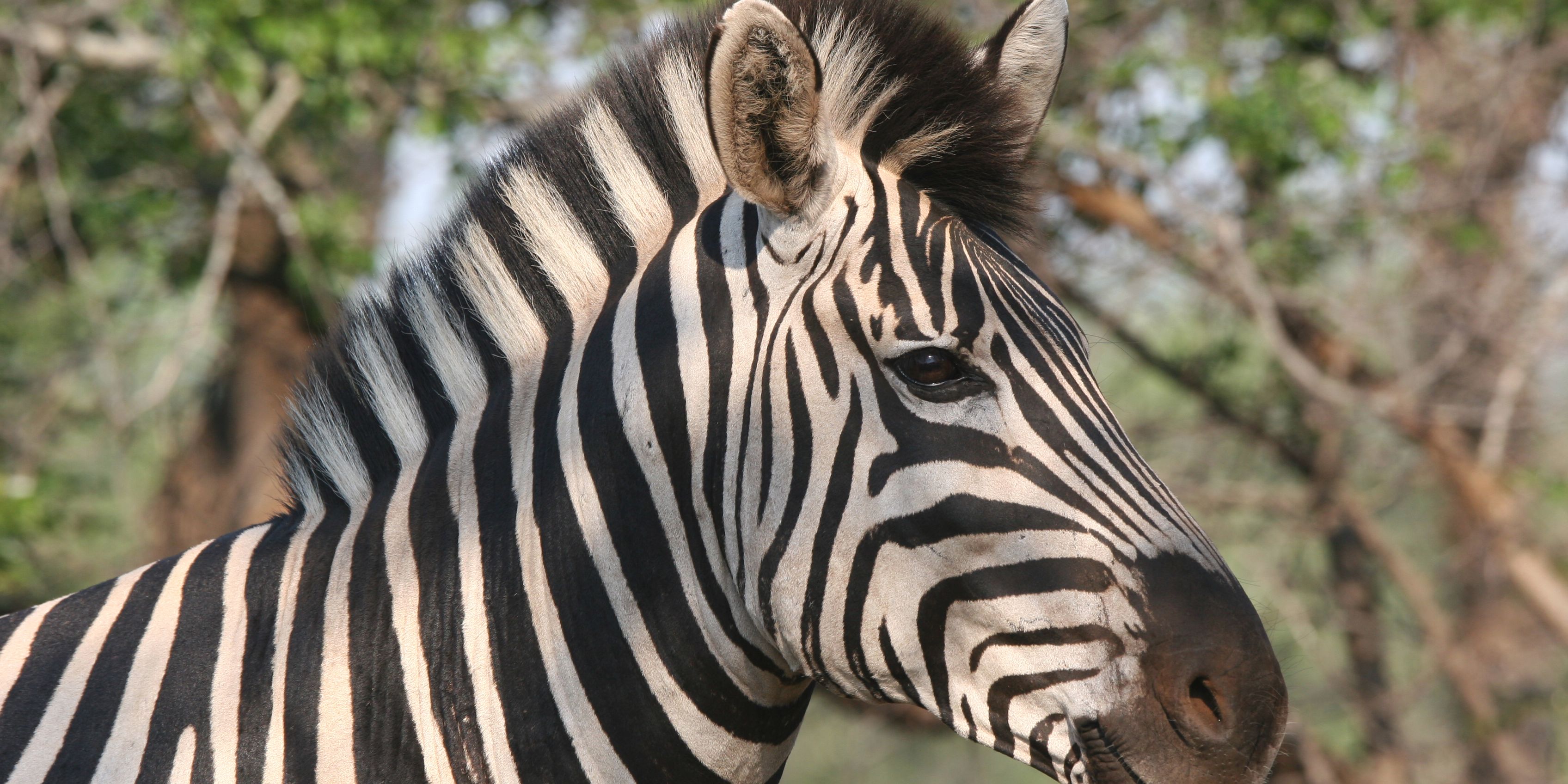 natucate-trip-kenia-masai-mara-ecoquest-zebra