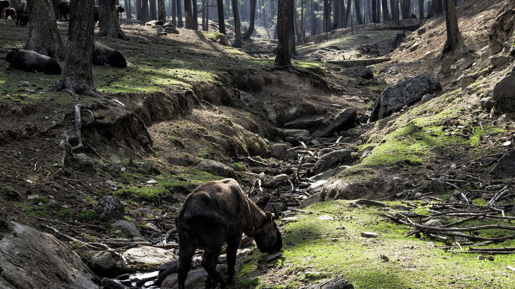 bhutan-laenderinformationen-wildlife-natur-wald-natucate