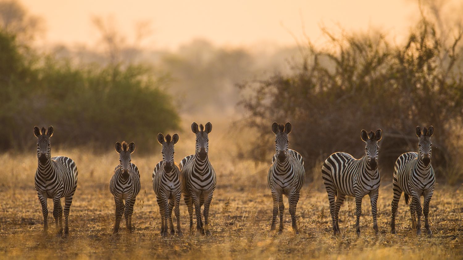 safari-sambia-natucate-herde-zebras