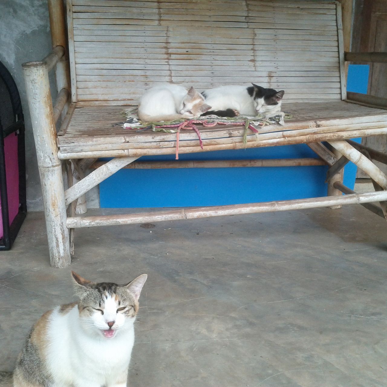 Gap Year Thailand: Zwei Katzen liegen auf einer Bank und eine sitzt auf dem Boden