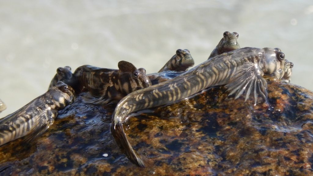 freiwilligenarbeit-seychellen-erfahrungsbericht-artenschutz-tiere-natucate