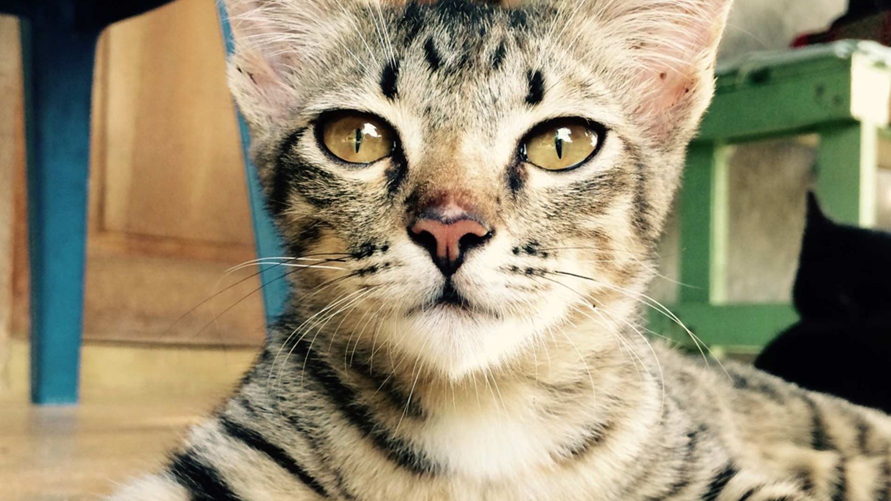 Hilfsprojekt fuer Tiere in Thailand: Katze im Tierschutzzentrum auf Ko Lanta