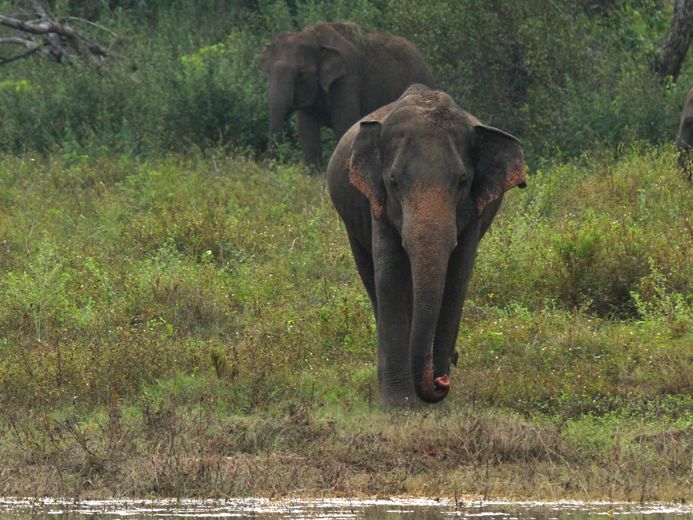 freiwilligenarbeit-elefanten-sri-lanka-projektbesuch