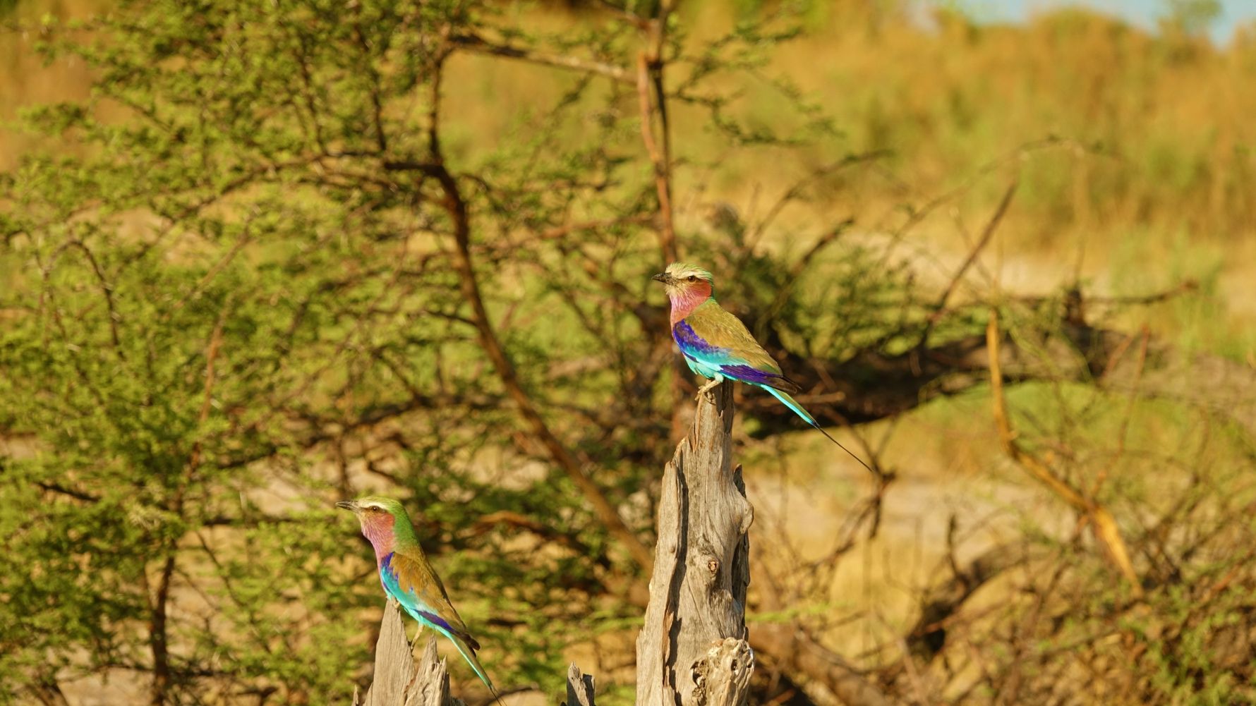 blog-ratgeber-botswana-savute-birding-natucate