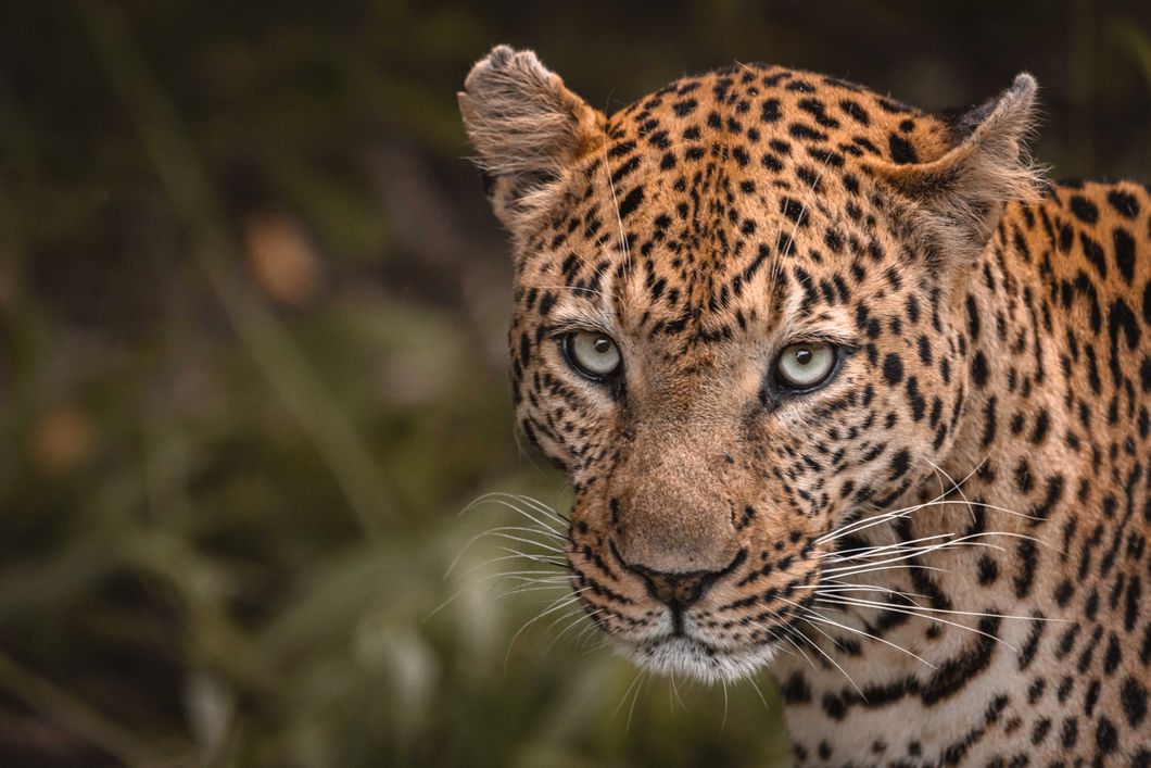 natucate-pwe-botswana-khwai-leopard-profile