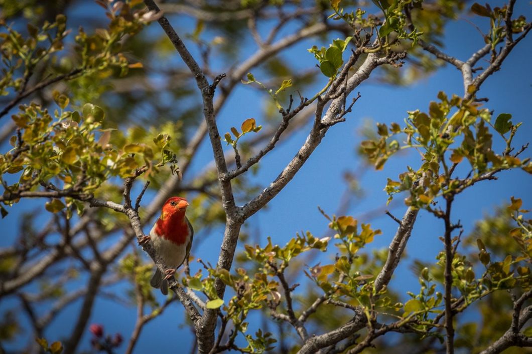 Nahaufnahme eines Vogel, welcher auf einem Ast ausschau haelt