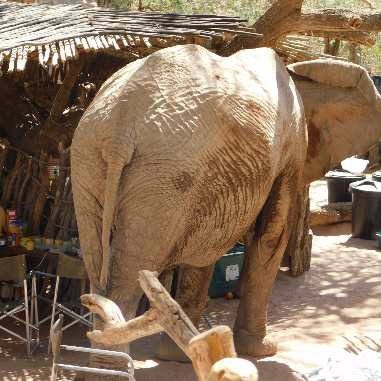 erfahrungsberichte-freiwilligenarbeit-namibia-family-elefant-in-camp