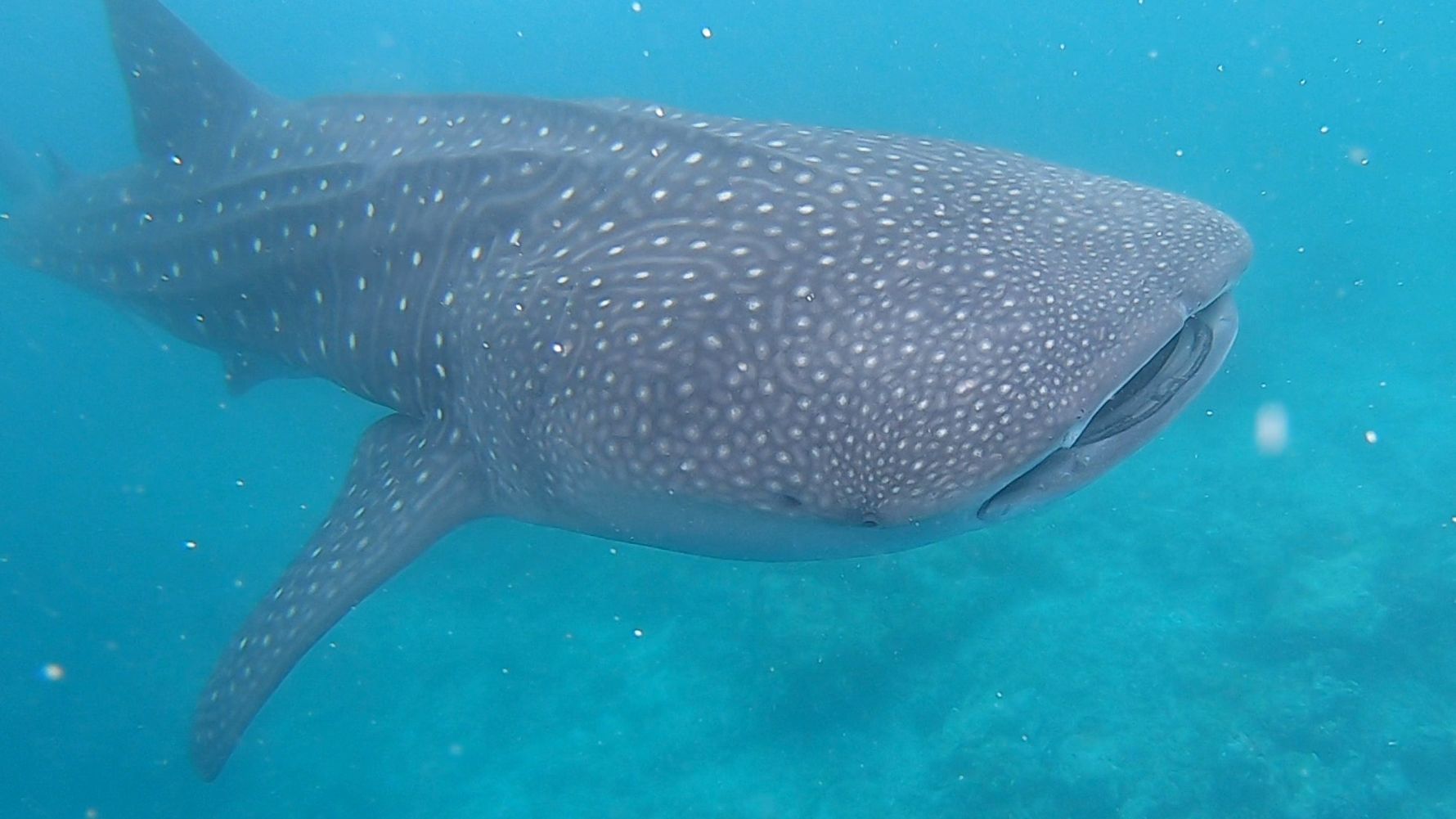 artenschutz-walhaie-malediven