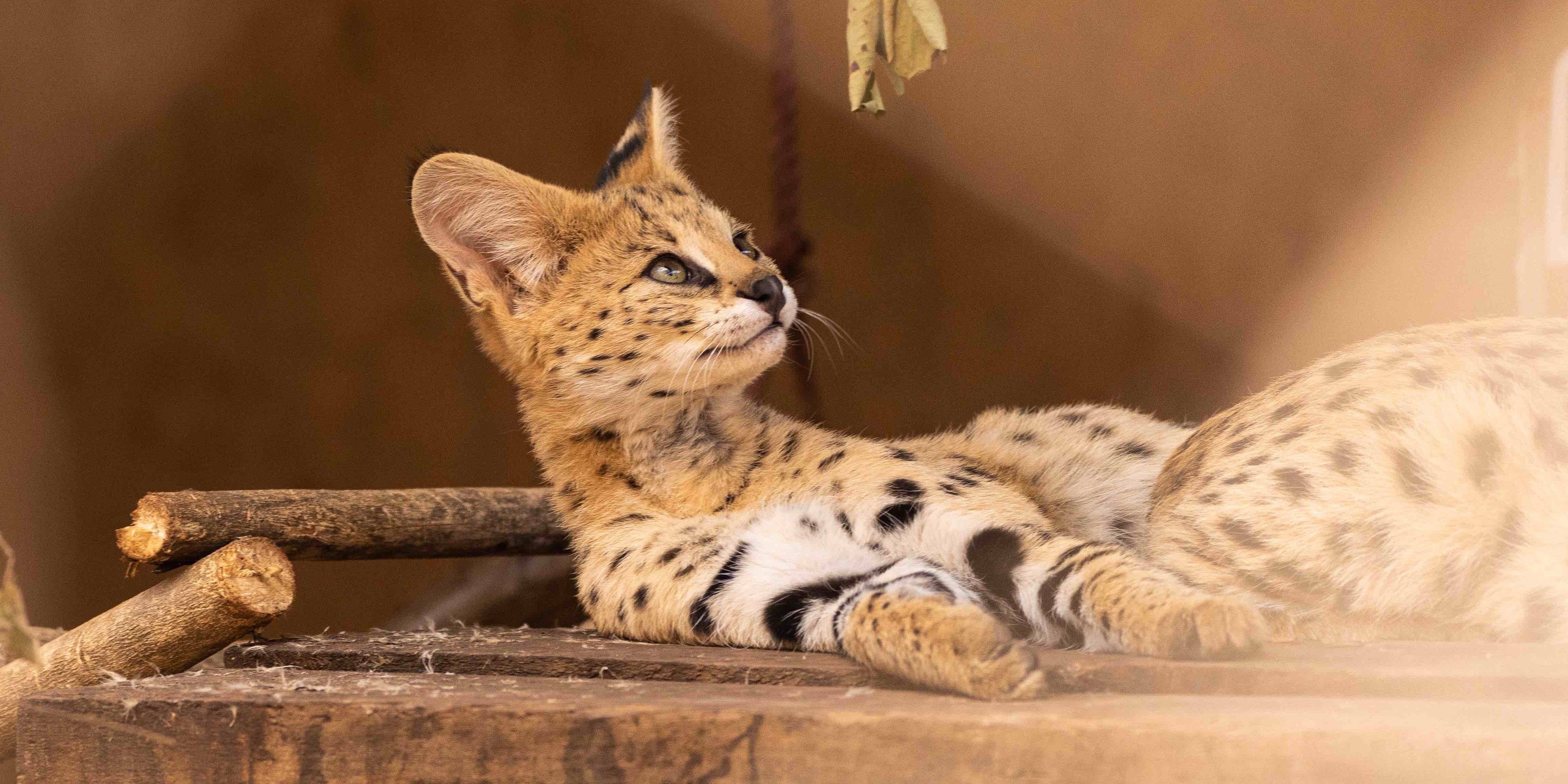 volunteering-malawi-sanctuary-several-cat-credit-jonas-strahberger