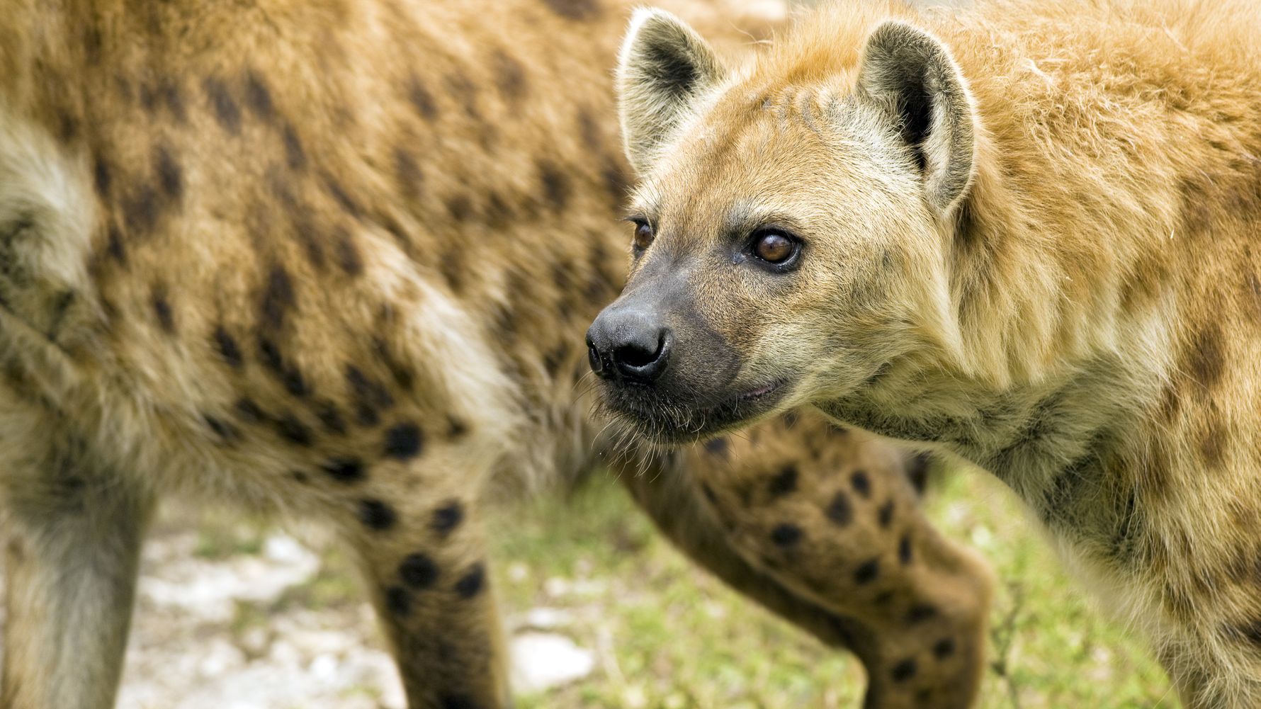 tansania-laenderinformationen-hyanen-natucate