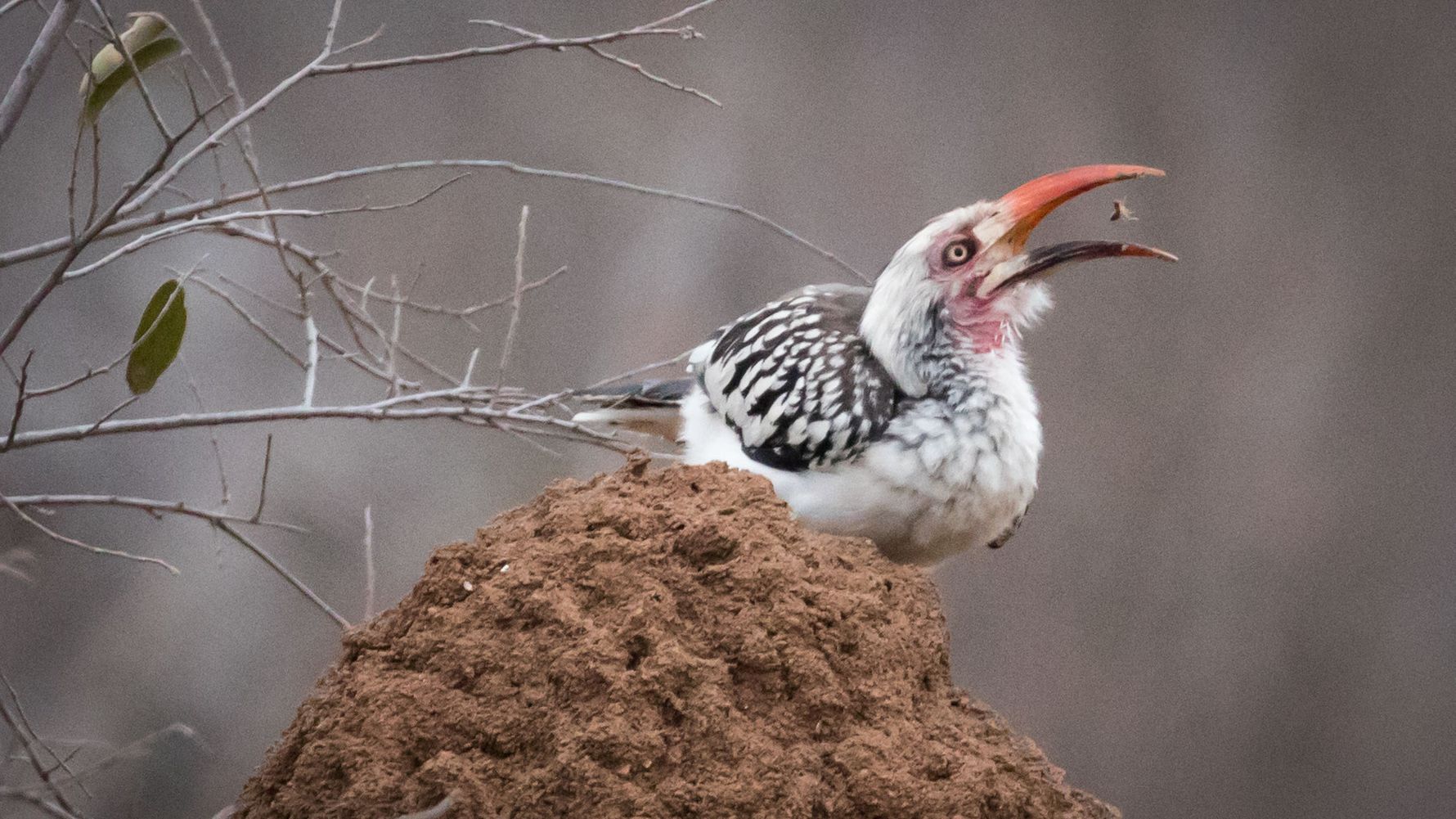 birding-blog-vogelkunde-blog