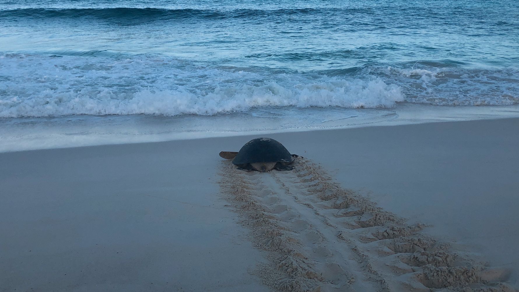 erfahrungsberichte-freiwilligenarbeit-seychellen-north-island-artenschutz-sarina-schildkroete-natucate