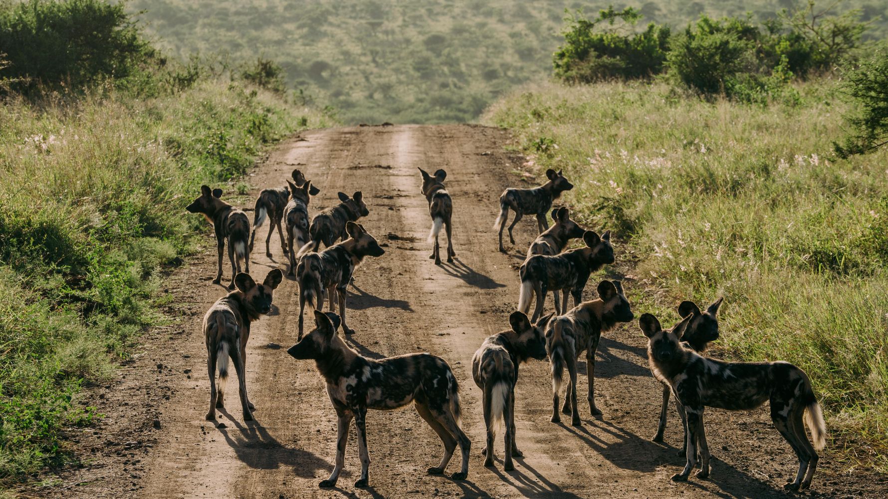 Wild Dogs