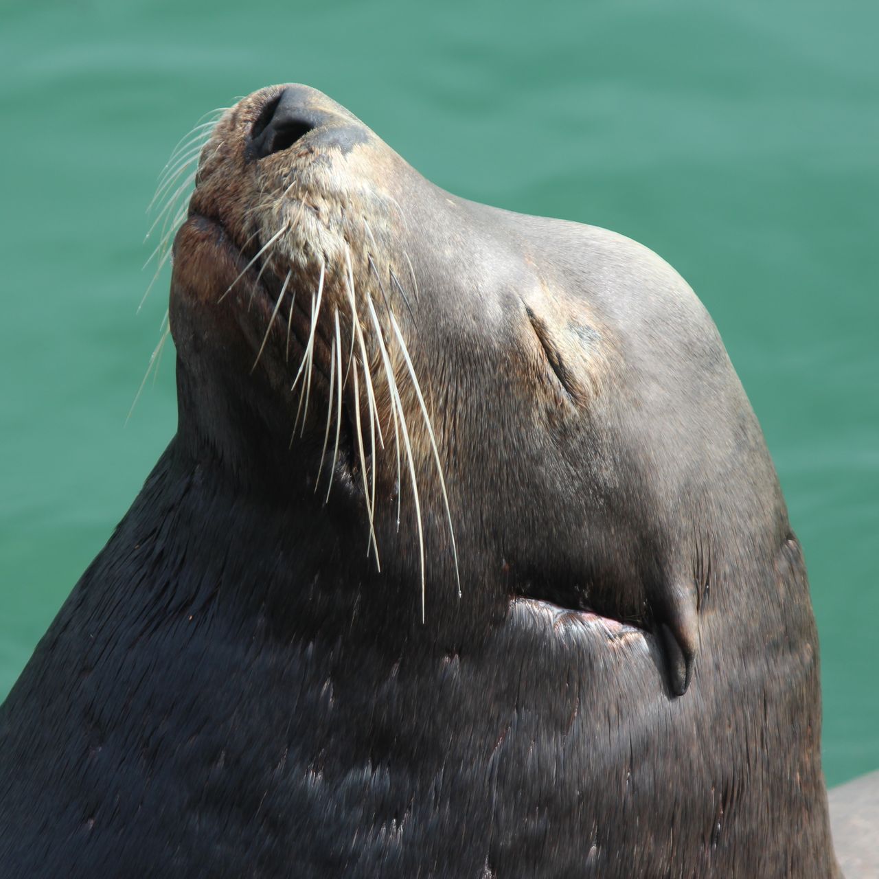 Sabbatical in Kalifornien: Eine Robbe reckt den Kopf in den Himmel