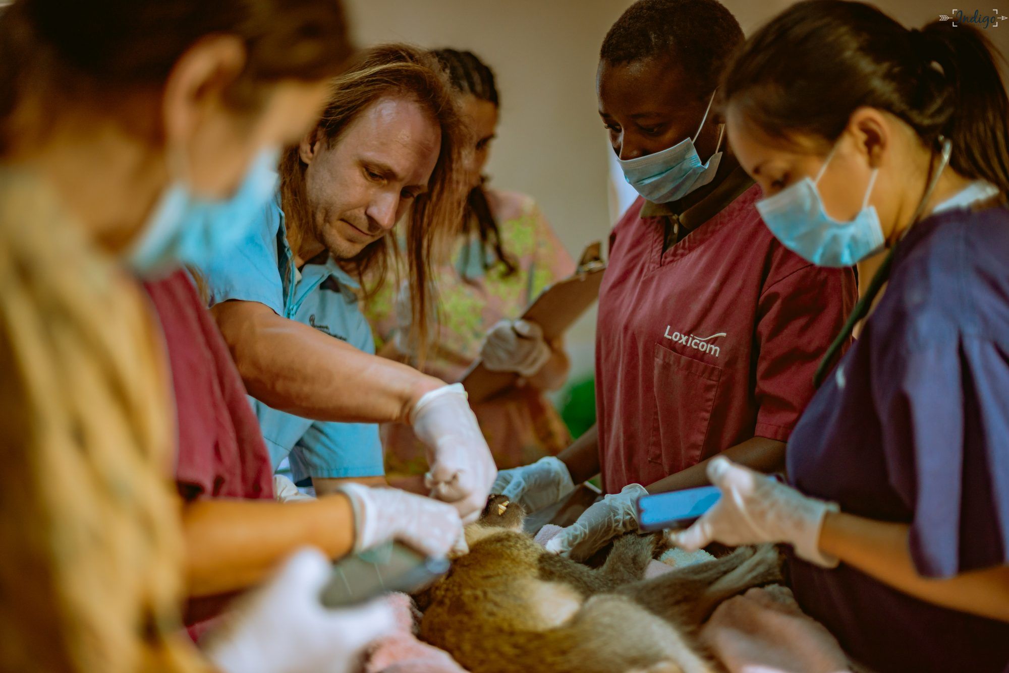 Internship Wildlife Veterinary Medicine, Malawi ⋅ Natucate