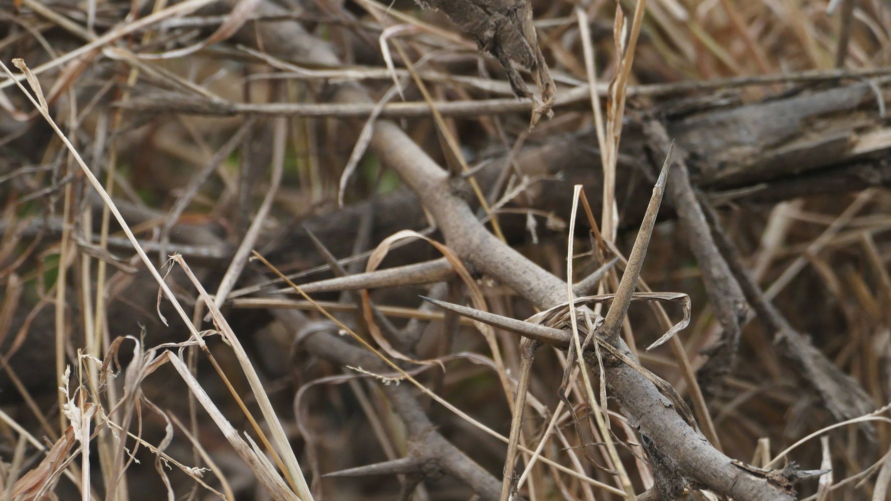 erfahrungsberichte-rangerkurse-suedafrika-trails-guide-carina-dornenbusch-natucate