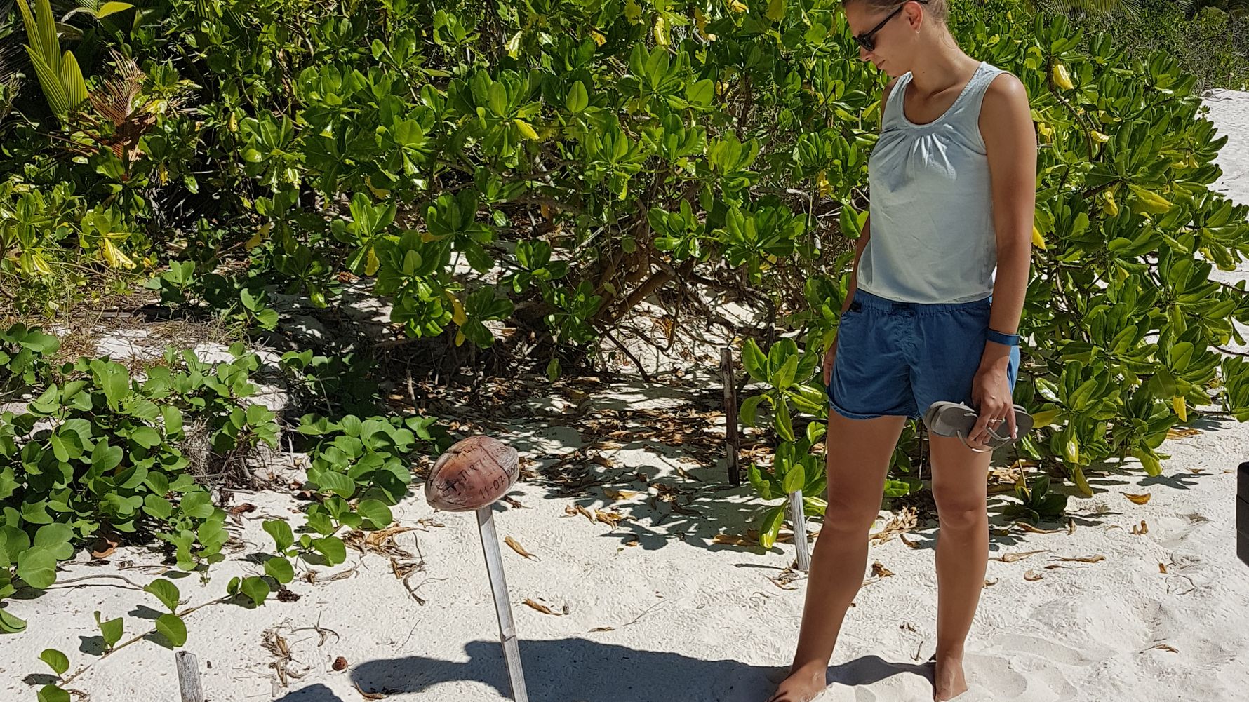 freiwilligenarbeit-seychellen-schildkroeten-artenschutz-natucate-2