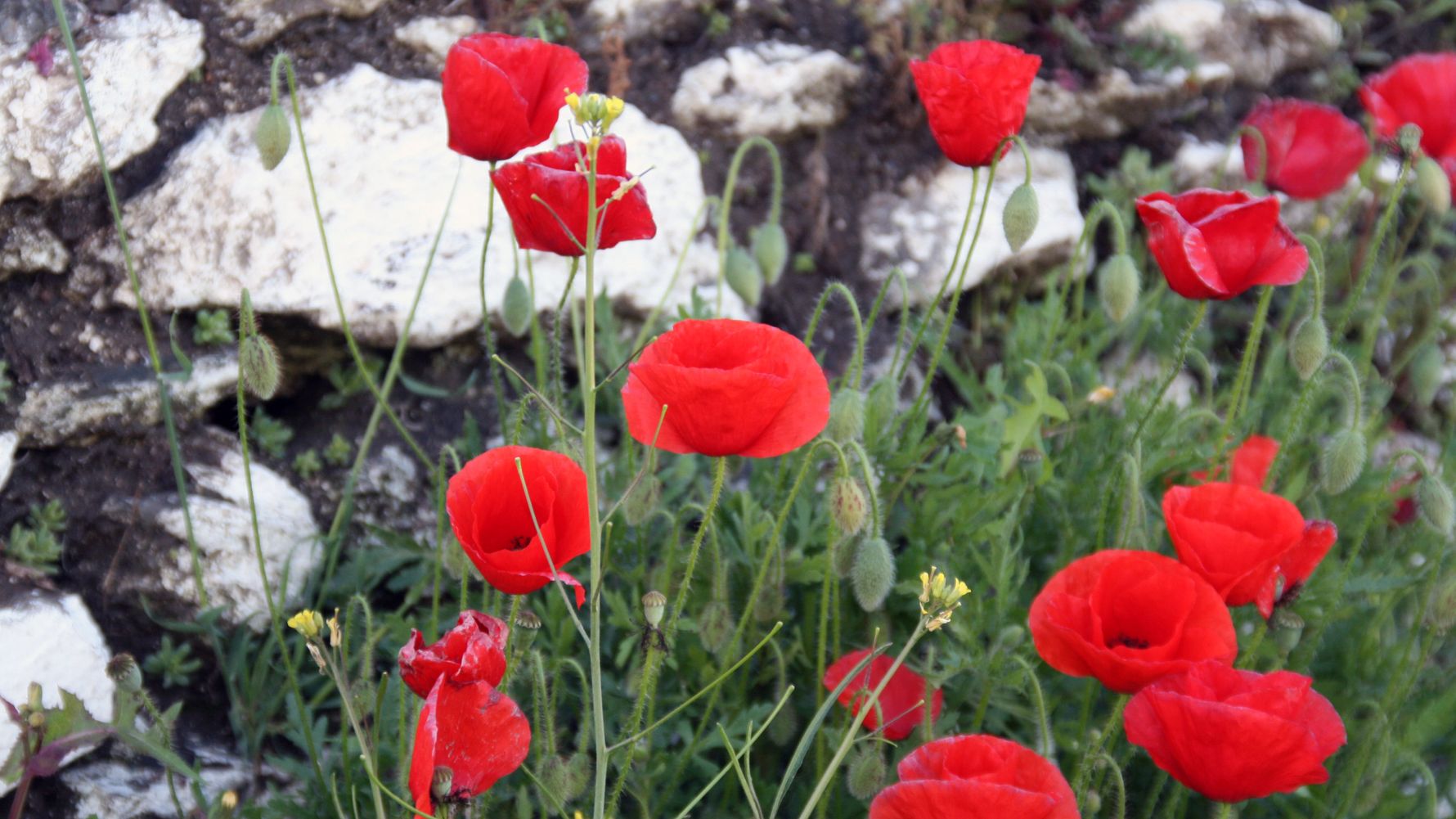 laenderinformationen-portugal-flora-natucate