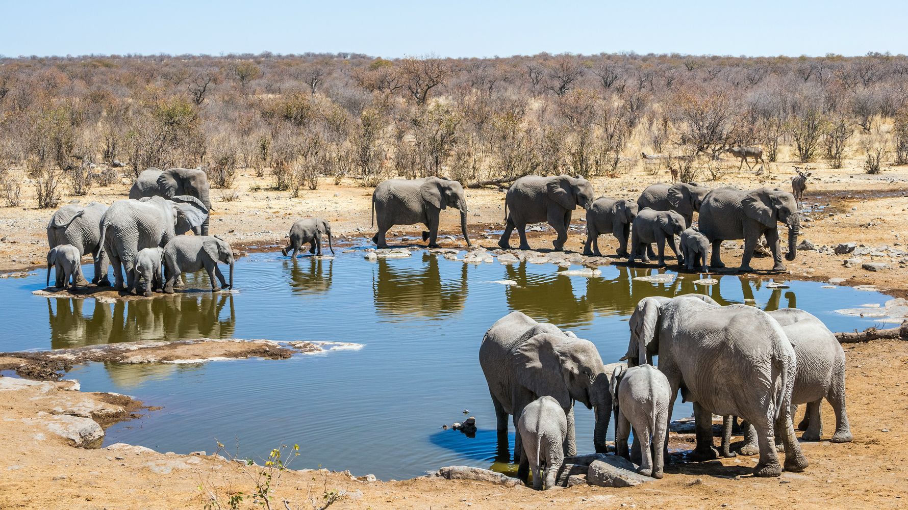Volunteer work with elephants: Elephants surrounding a waterhole in Southern Africa