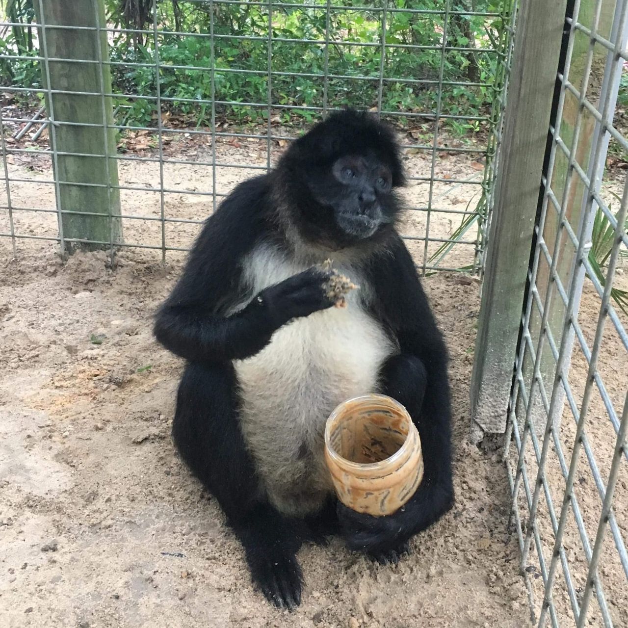 erfahrungsbericht-usa-florida-wildlife-vor-ort-tierschutz-tier-natucate
