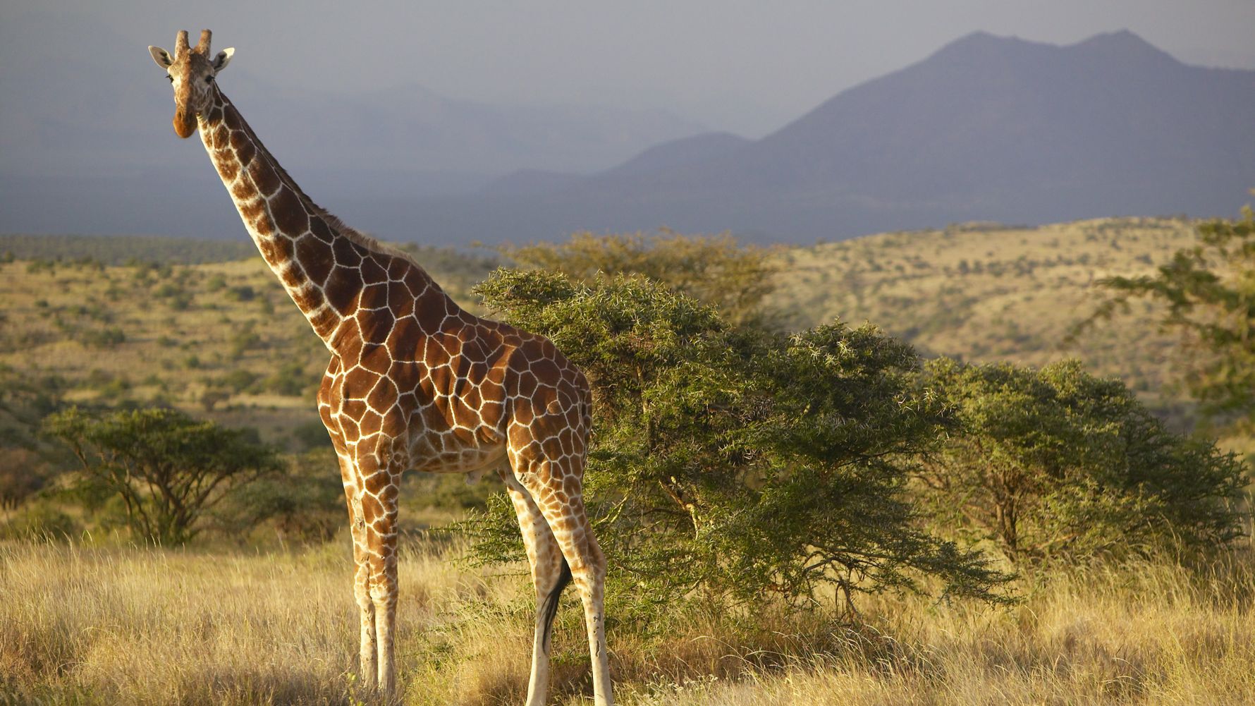 landingpage-rangerkurs-kenia-giraffe-savanne-natucate