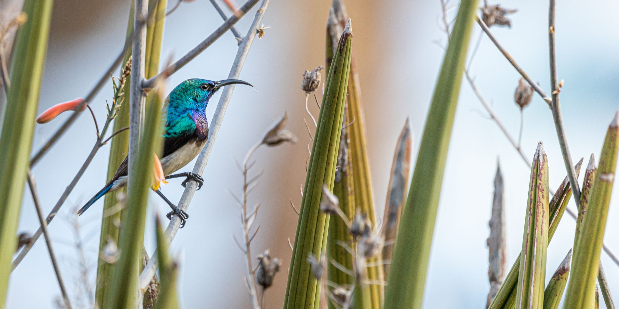 natucate-guide-courses-bw-colourful-bird