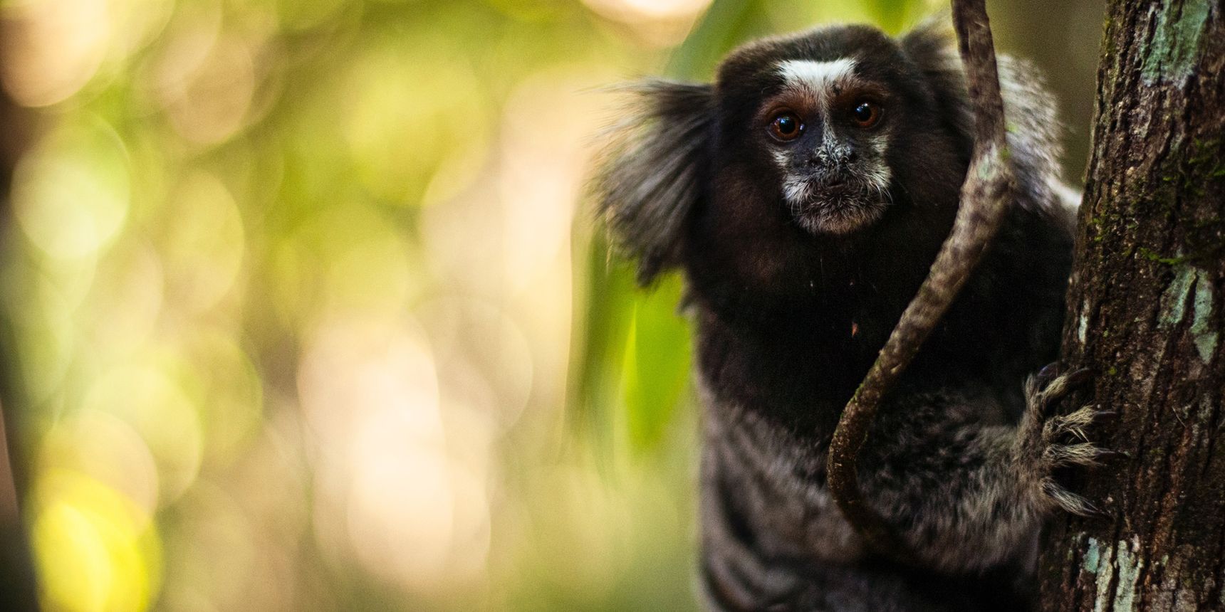 A monkey holds on to a tree