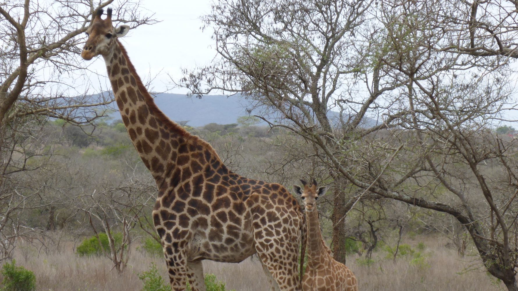 Eine Giraffe betrachtet das Geschehen ganz genau