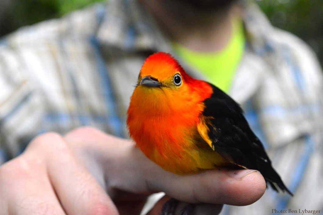 Ein kleiner Vogel sitzt auf dem Finger eines angehenden Rangers im Rahmen einer Unterrichtsstunde in Ornithologie