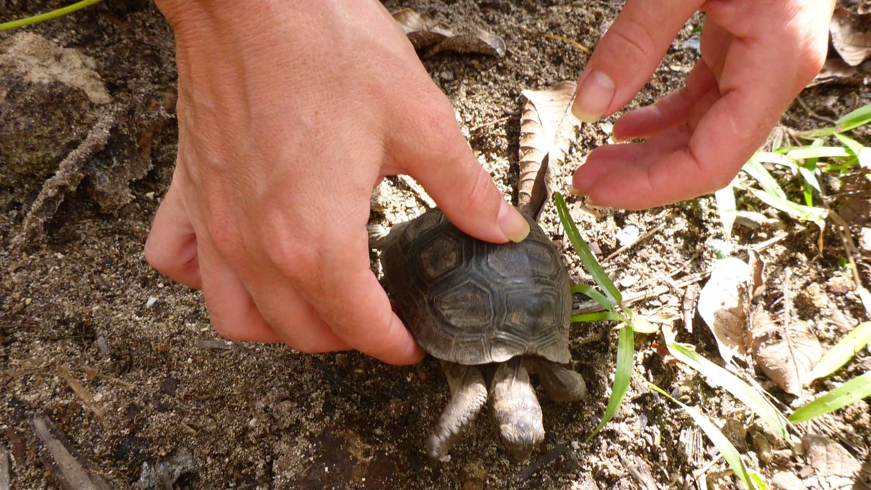 freiwilligenarbeit-seychellen-erfahrungsbericht-artenschutz-kundenfotos-schildkroete-natucate