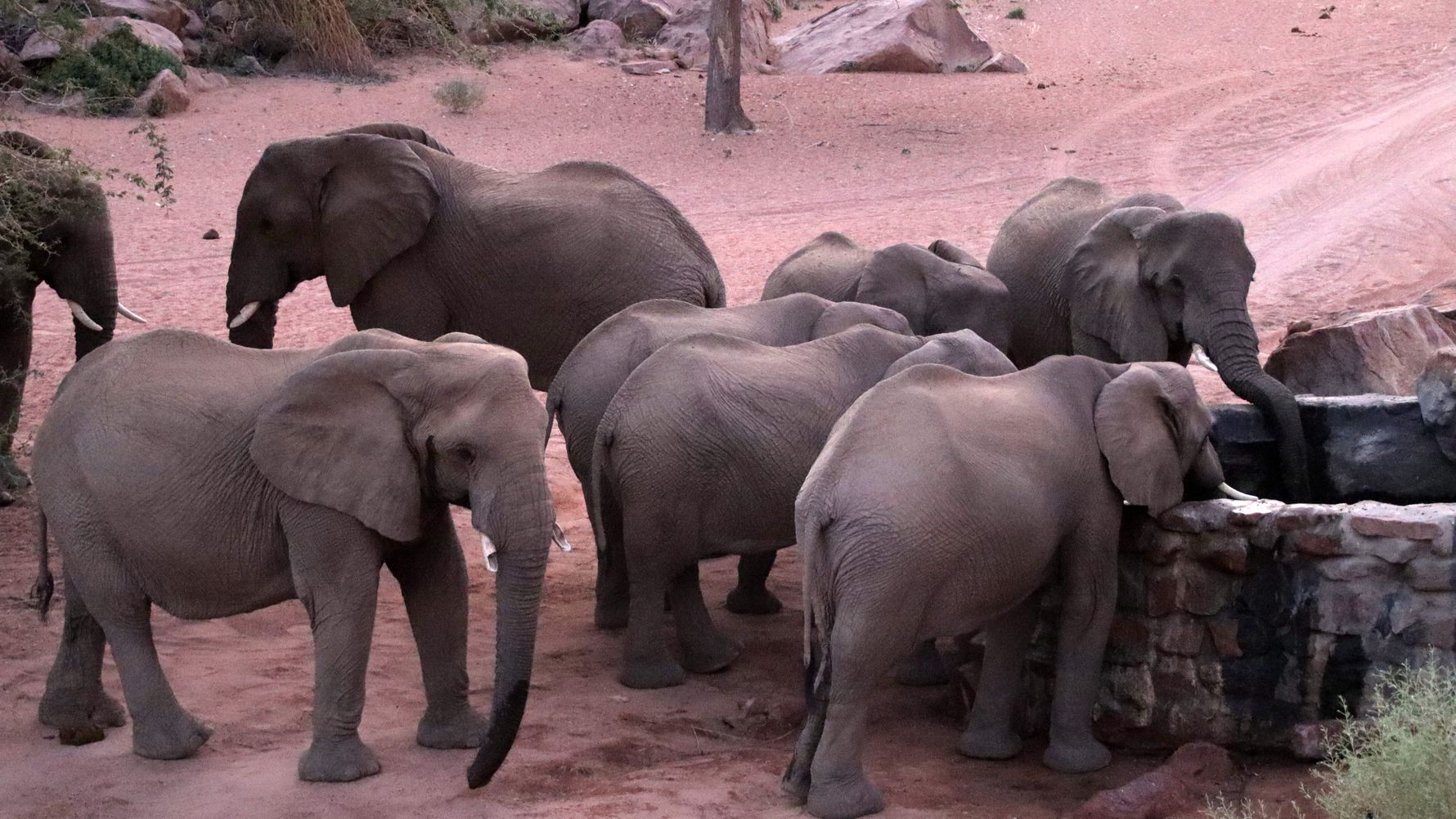 erfahrungsbericht-freiwilligenarbeit-namibia-rangerkurs-botswana-jacqueline-elefanten-brunnen-natucate
