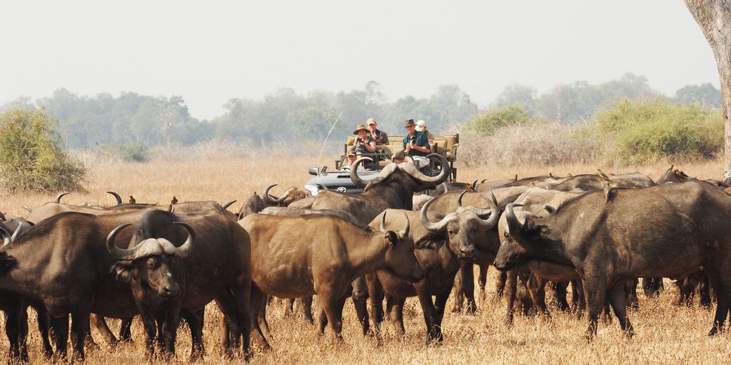 Menschen auf eienm Game Drive, die eine Herde Büffel beobachtet