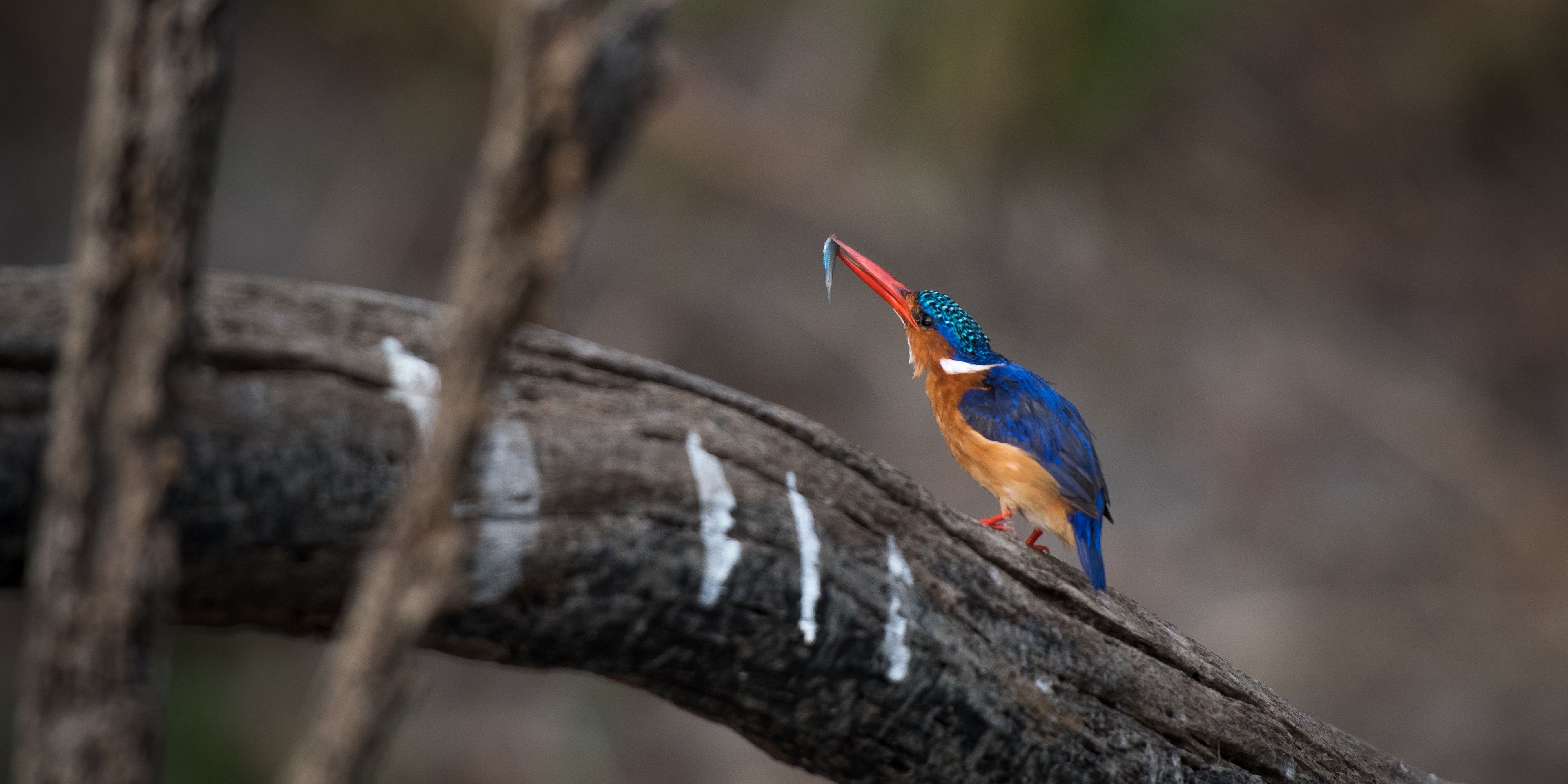natucate-safari-authentisch-wildnis-sambia-kingfisher