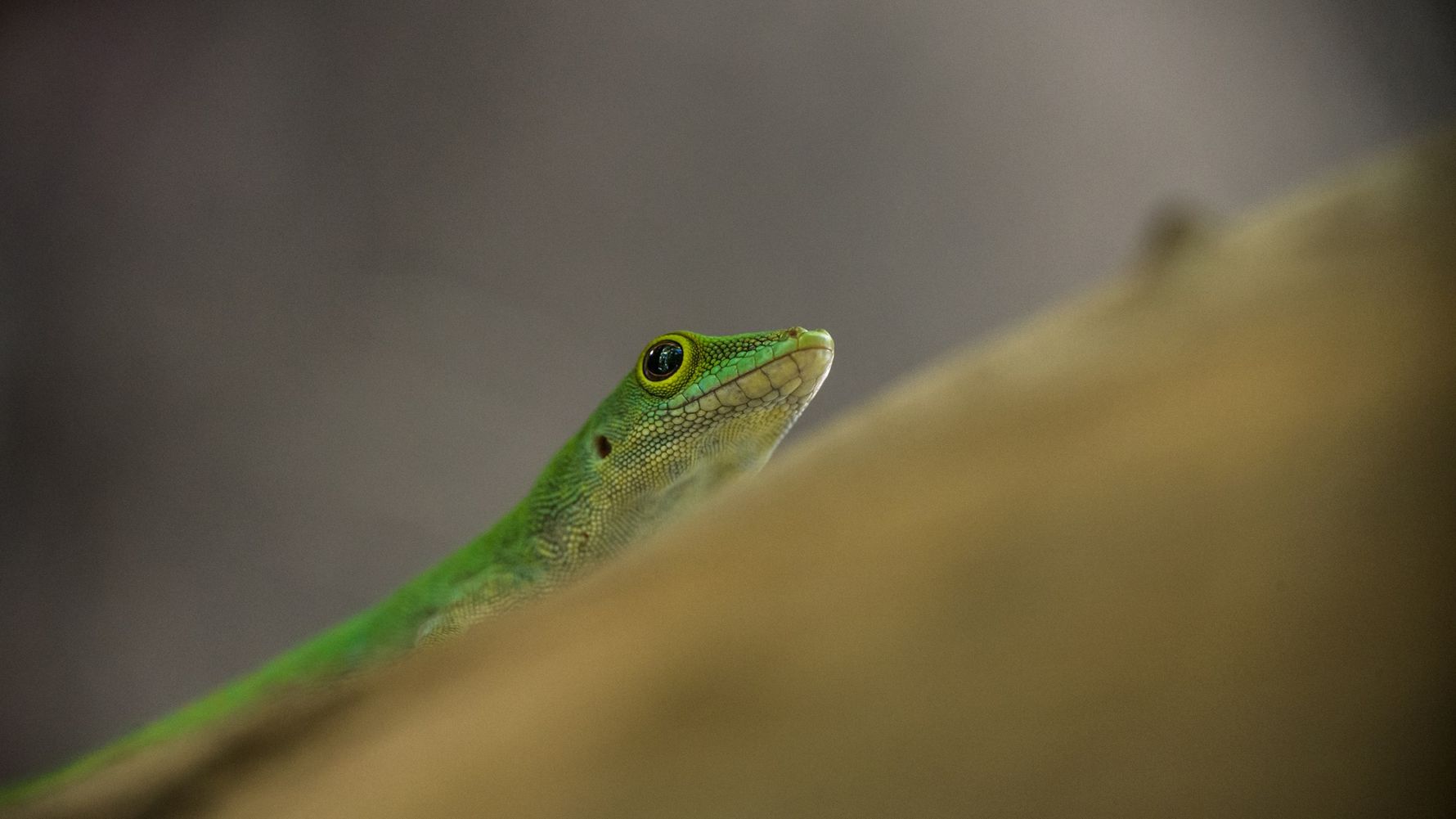 Naturguide: Gruene Lactide-Eidechsen